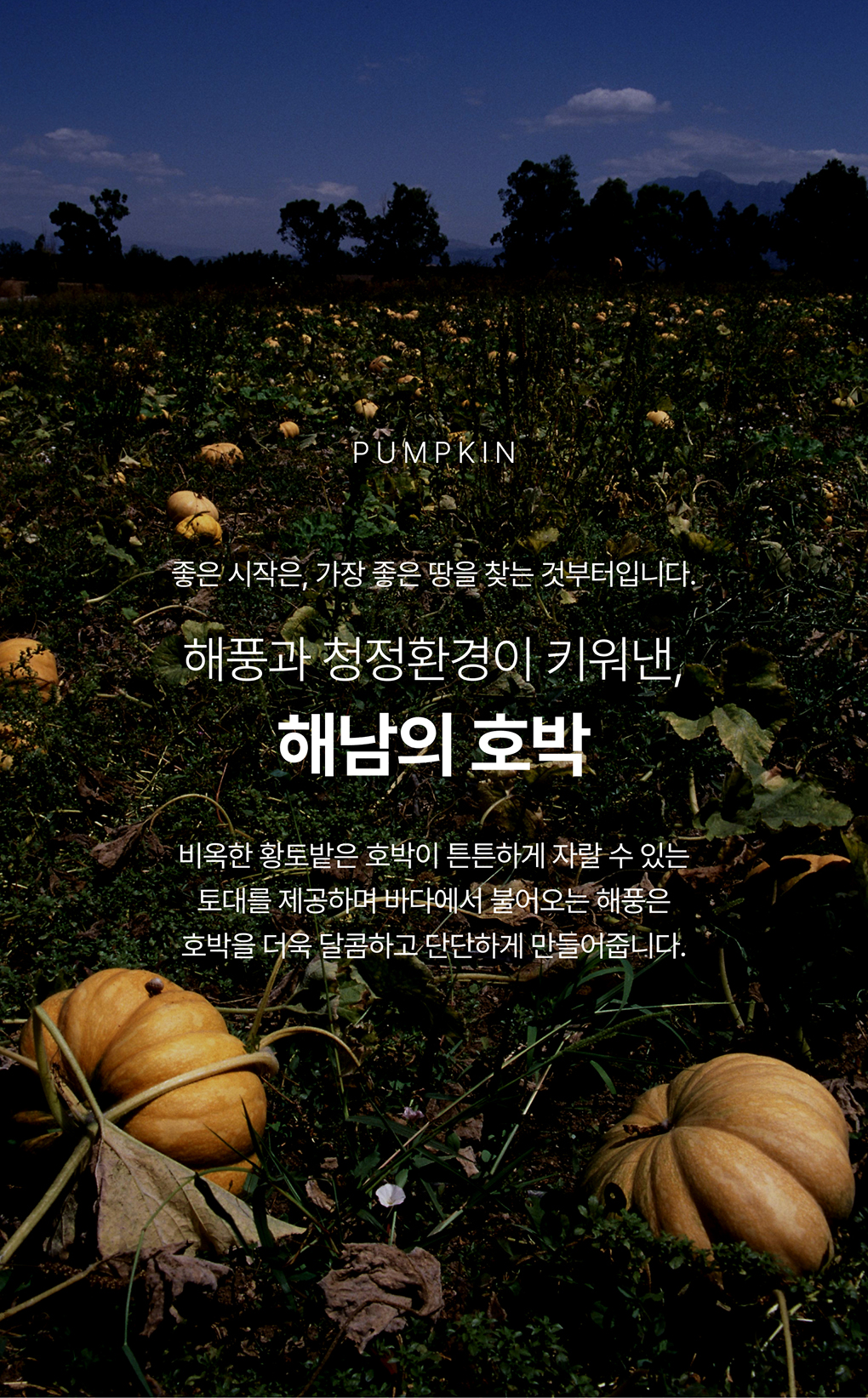 푸릇담 젊은농부 호박즙, 100ml, 60팩