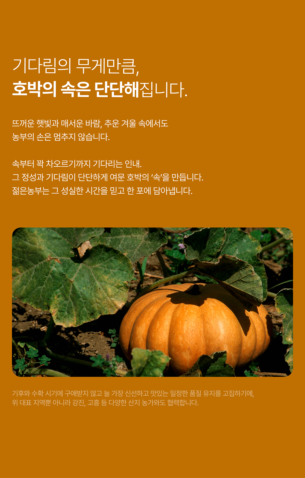 푸릇담 젊은농부 호박즙, 100ml, 60팩