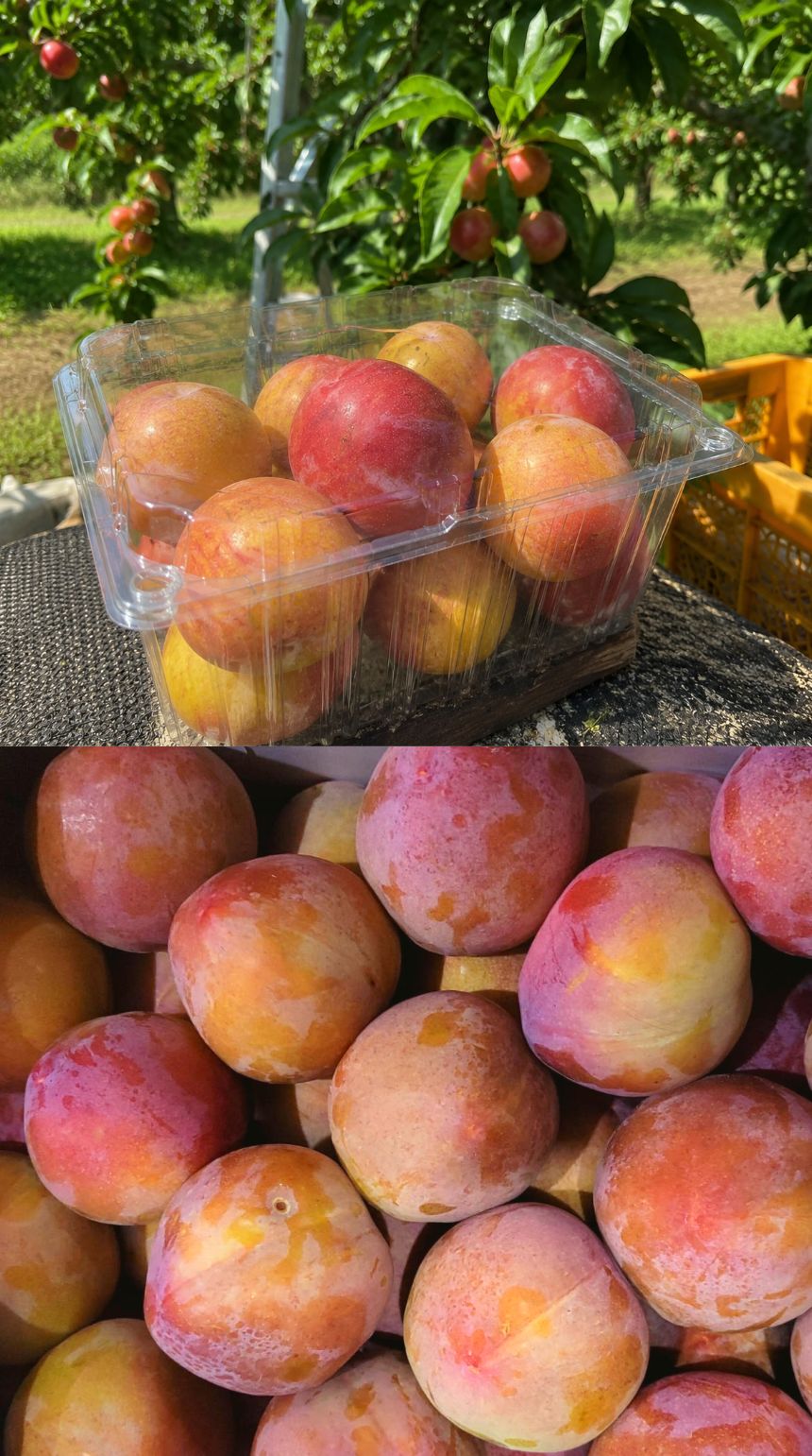 팜보스 국내산 햇자두, 개당 55g-65g, 4kg, 1박스