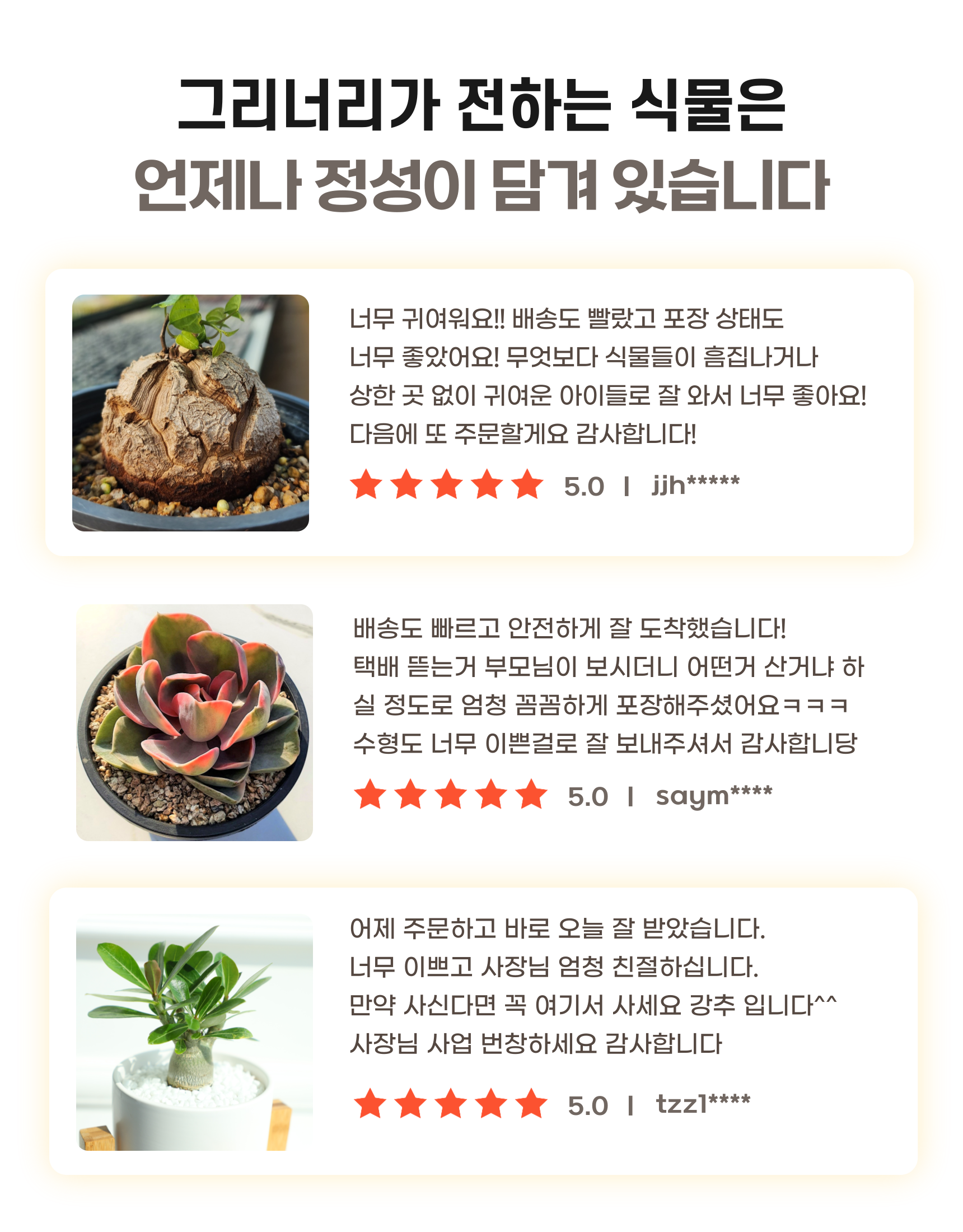 아데니움 오베숨 석화 미니 바오밥을 닮은 아프리카식물, 기본포트, 2개 상세 이미지 4