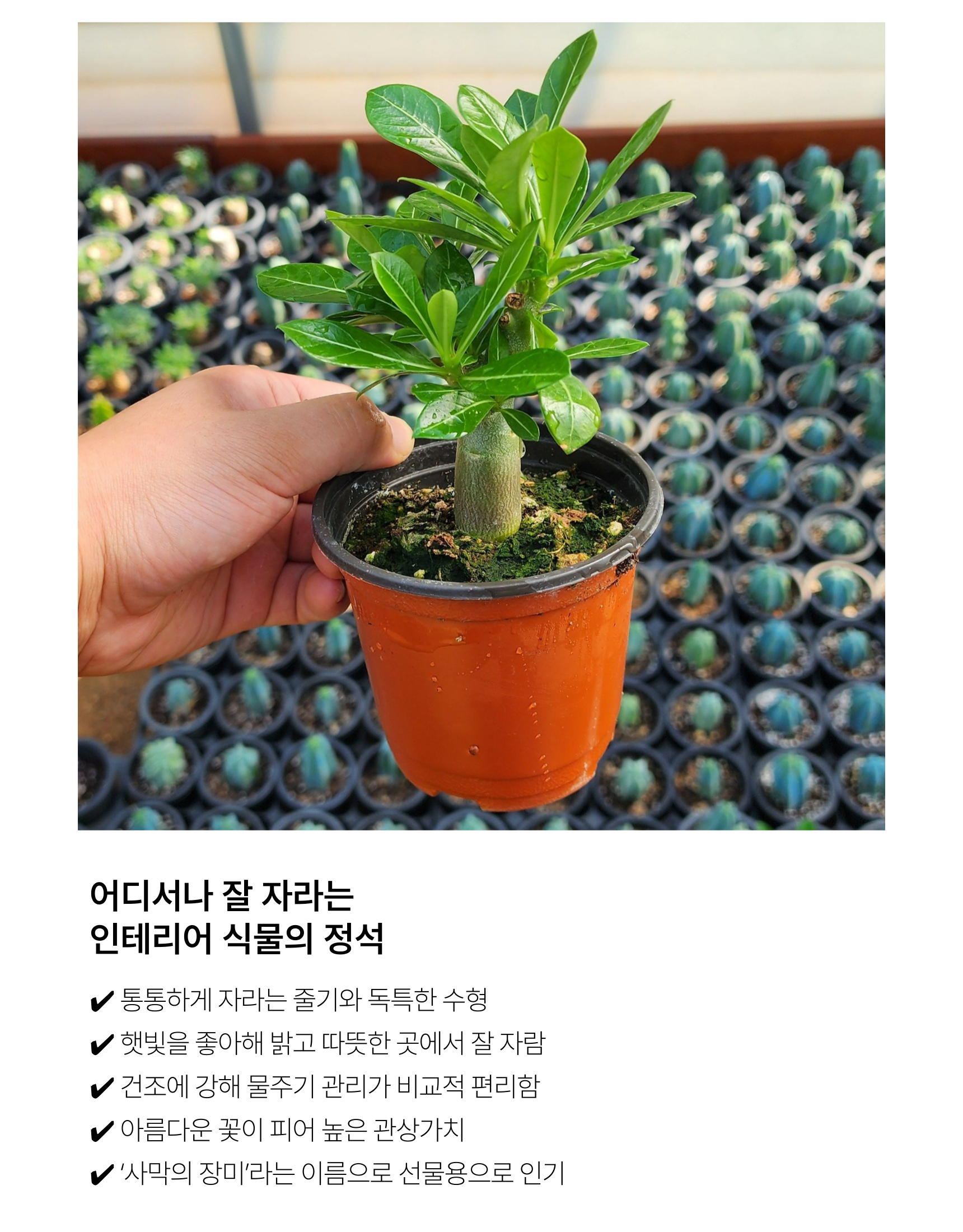 아데니움 오베숨 석화 미니 바오밥을 닮은 아프리카식물, 기본포트, 2개 상세 이미지 6