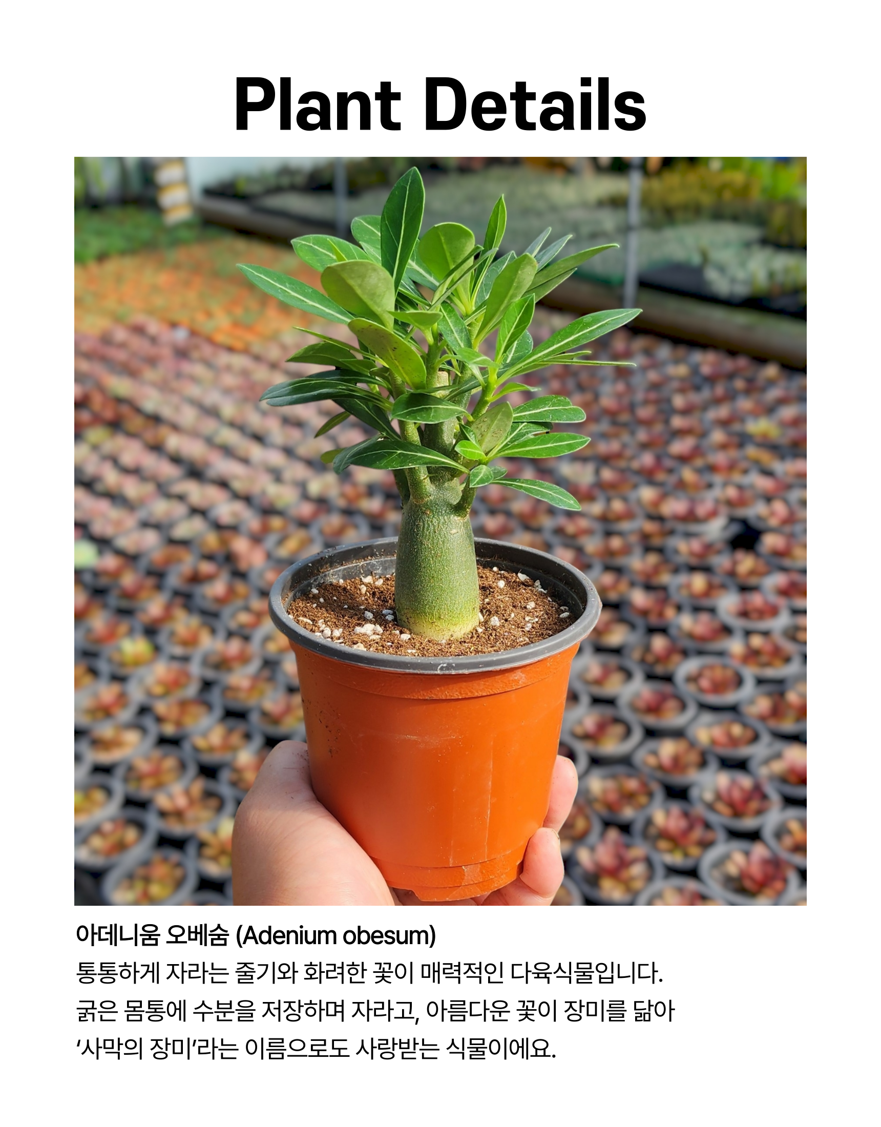 아데니움 오베숨 석화 미니 바오밥을 닮은 아프리카식물, 기본포트, 2개 상세 이미지 5