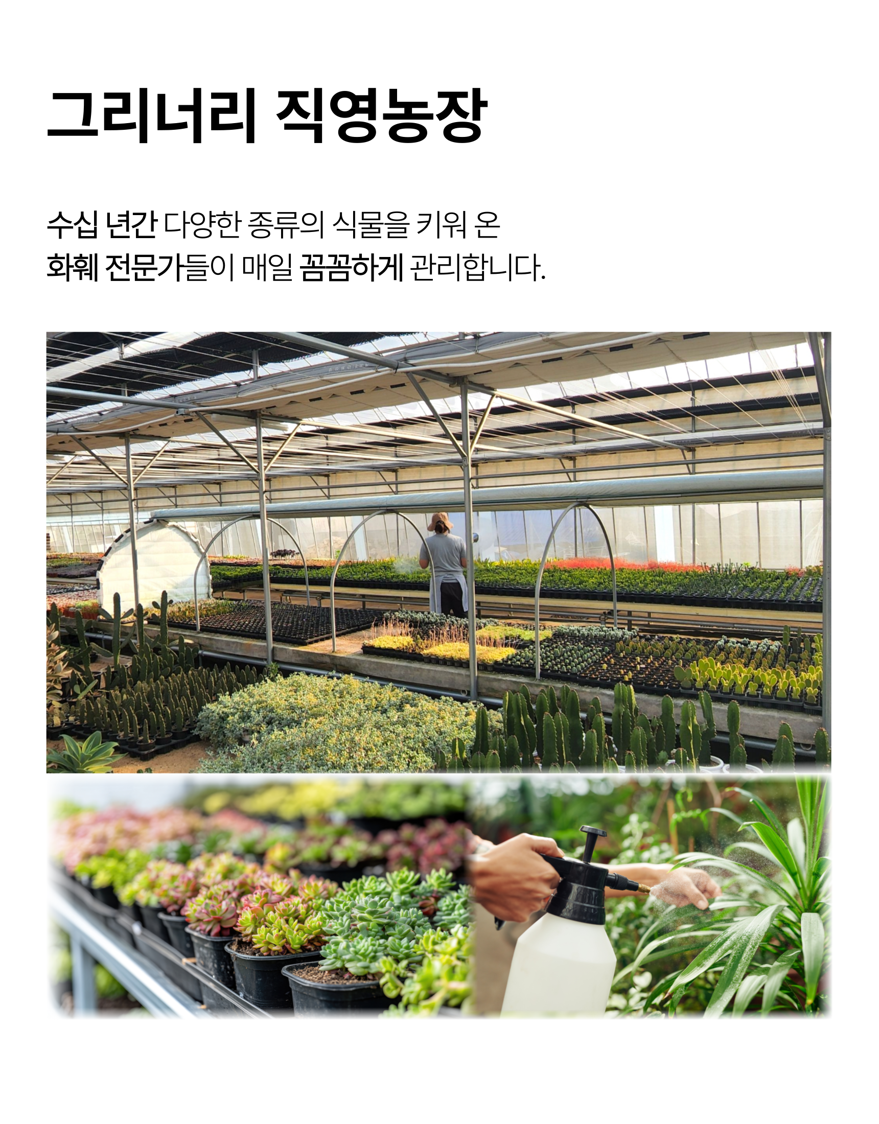 아데니움 오베숨 석화 미니 바오밥을 닮은 아프리카식물, 기본포트, 2개 상세 이미지 3