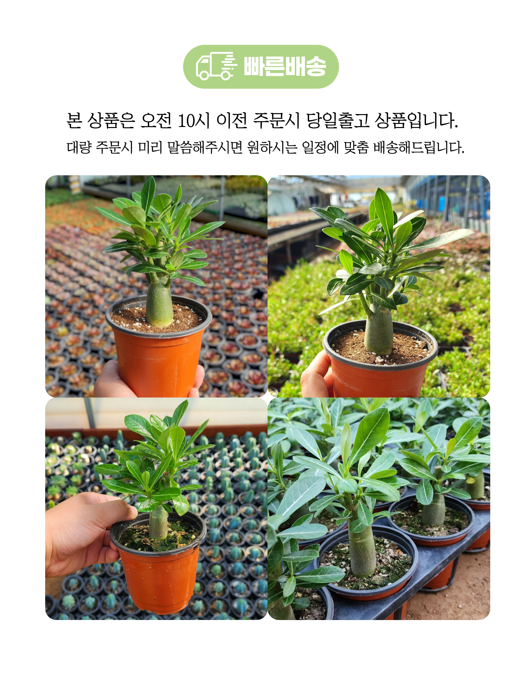 아데니움 오베숨 석화 미니 바오밥을 닮은 아프리카식물, 기본포트, 2개 상세 이미지 1