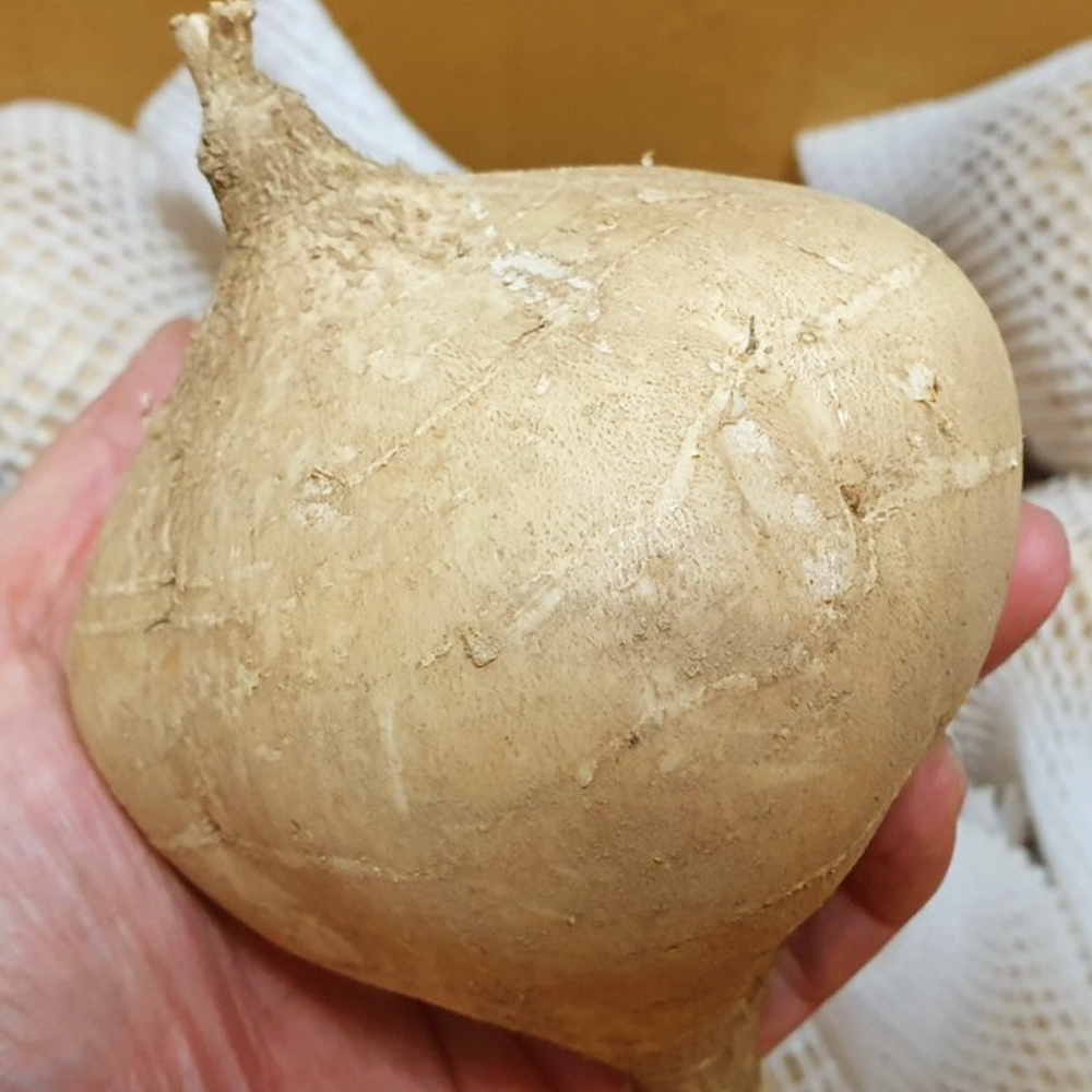 블루밍그린 히카마, 1kg, 1박스 상품 이미지 2