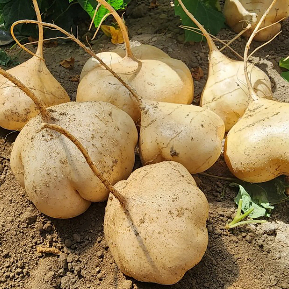 블루밍그린 히카마, 1kg, 1박스 상품 이미지 1