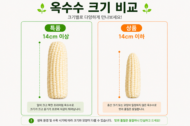 강원도 찰옥수수, 특, 10개 상세 이미지 2
