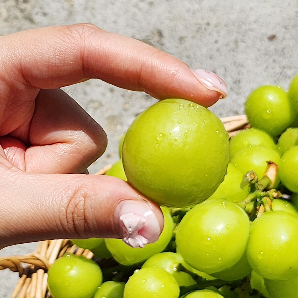 머스크 멜론, 2kg, 4개 상품 이미지 7