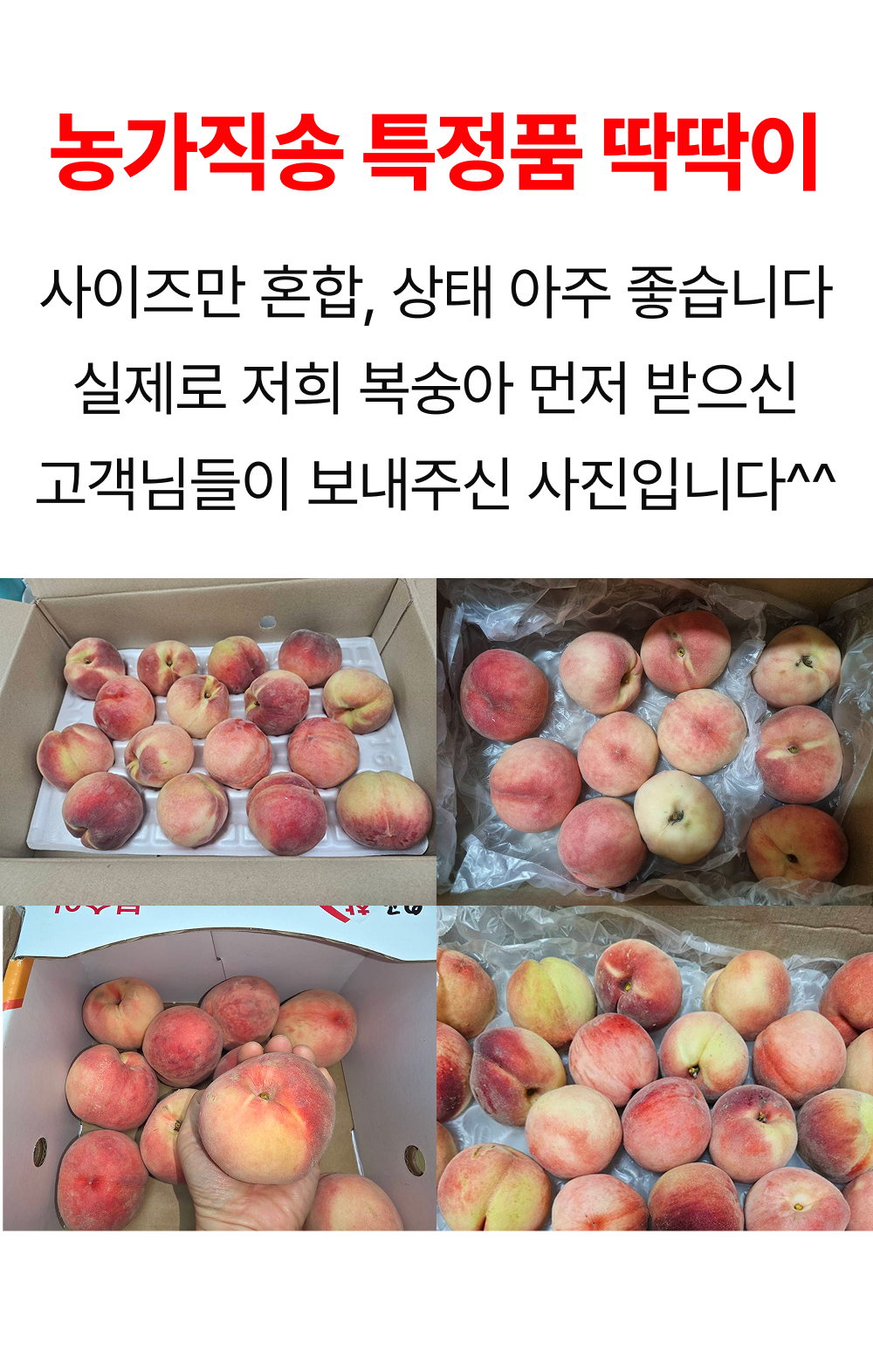 고당도 딱딱이 아삭이 백도 복숭아, 특품, 12-28과, 4kg, 1박스
