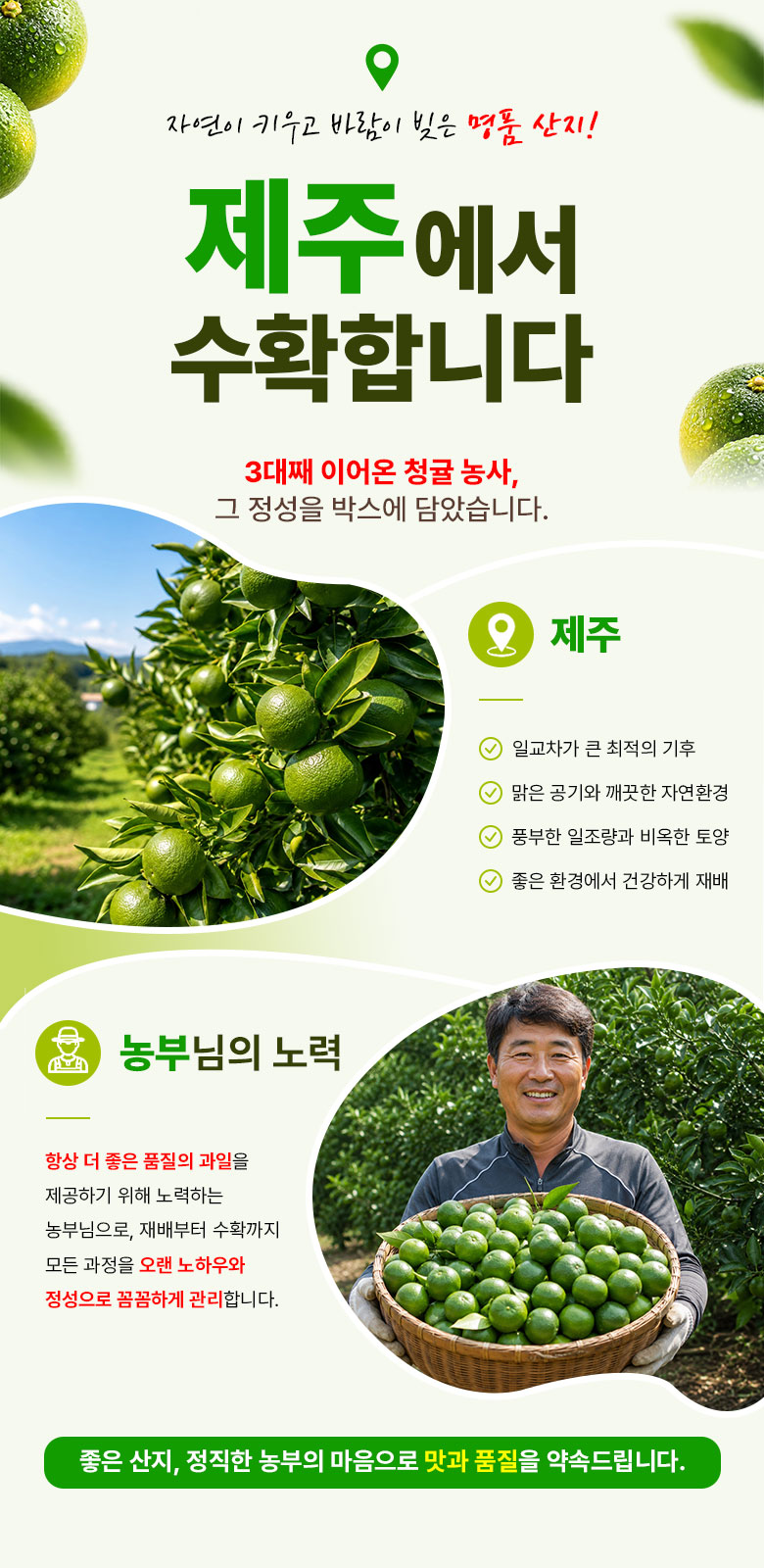 꿀팜즈 제주 풋귤 청귤, 5kg, 1박스