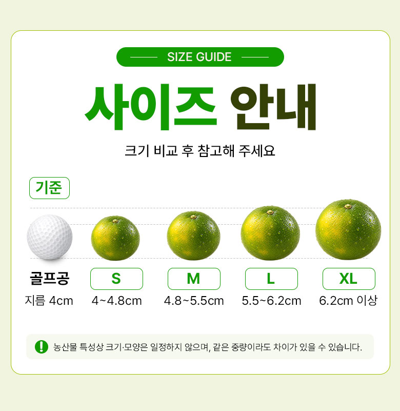 꿀팜즈 제주 풋귤 청귤, 5kg, 1박스