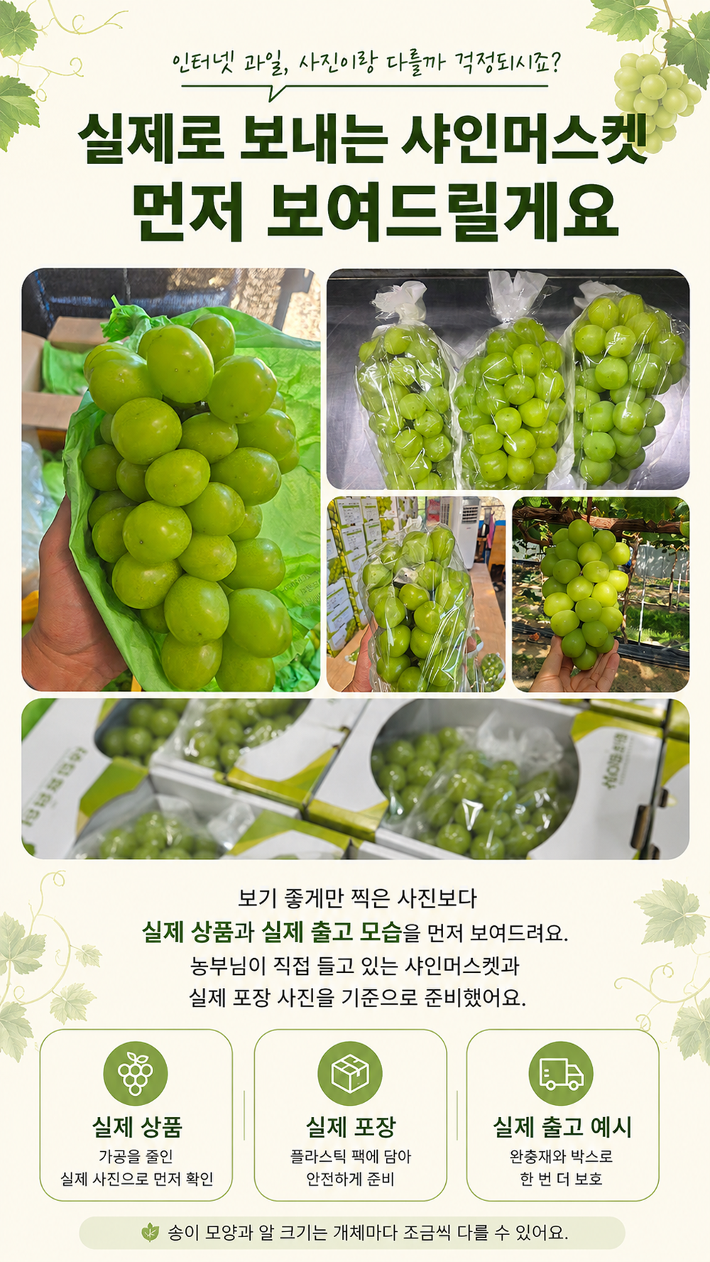 꿀농원 샤인머스캣, 2-3수, 1kg, 1박스 상세 이미지 2