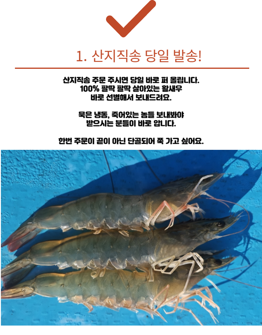 국내산 횟감 활 흰다리새우, 1kg, 1팩 상세 이미지 3