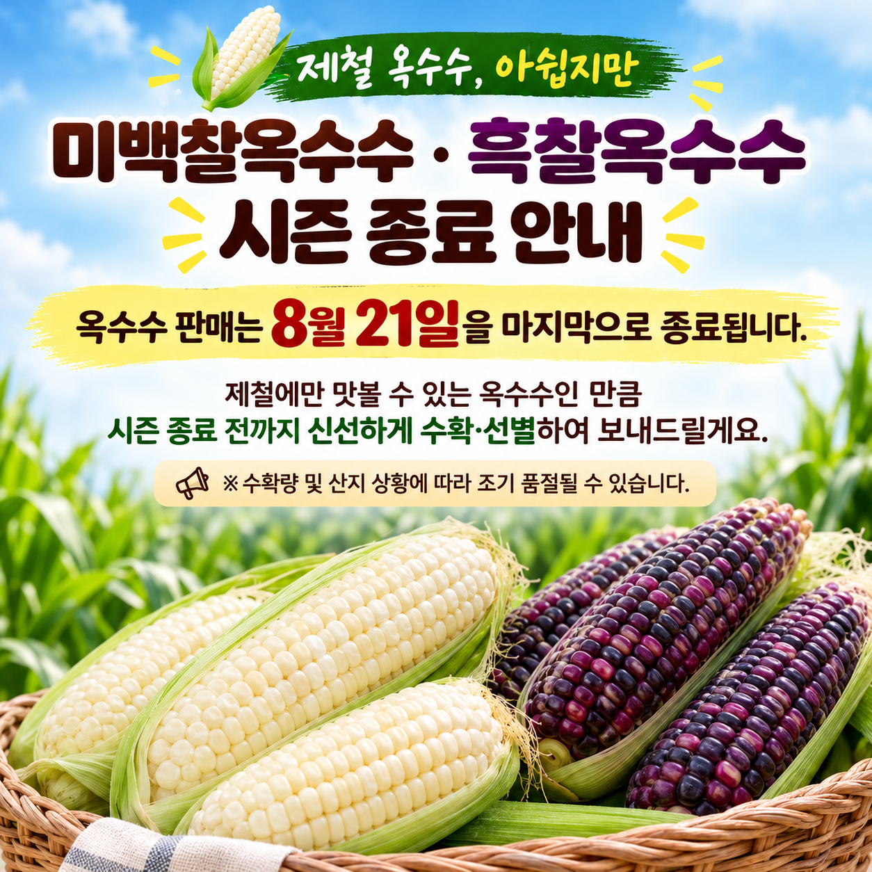 강원도 고성 흑찰옥수수, 30개 상세 이미지 1