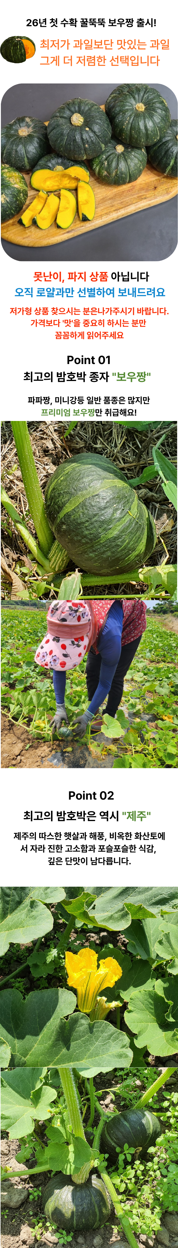 제주직송 미니 밤호박 보우짱 특품, 5kg, 1박스 상세 이미지 1