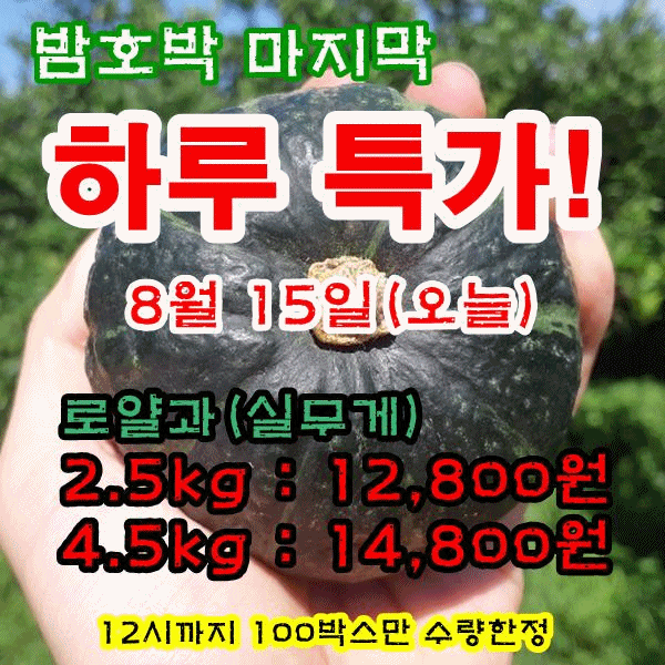철이네 제주 밤호박, 특품 로얄과, 4.5kg, 1박스 상세 이미지 1