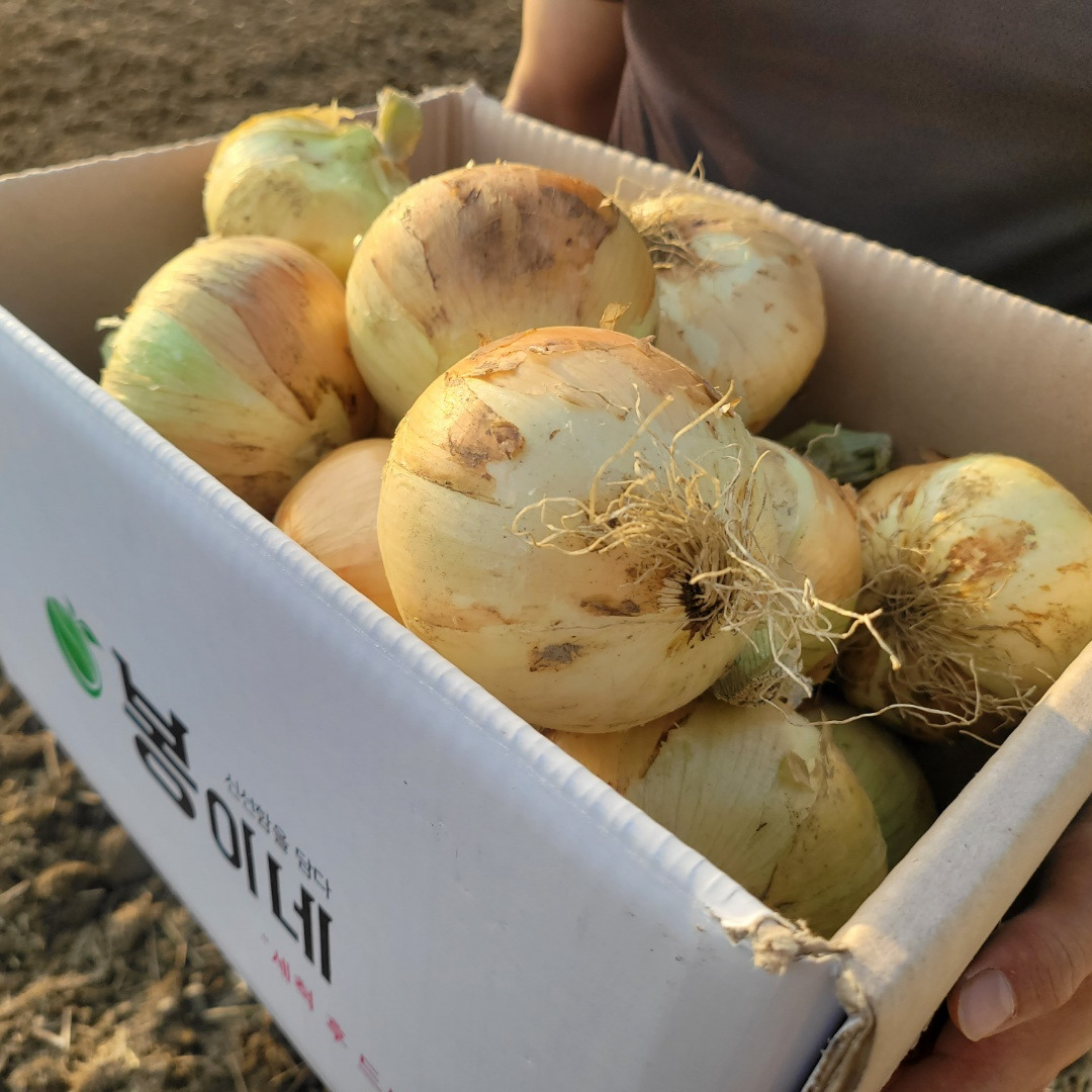 봉이네 햇 양파, 2026년수확, 국내산, 특상, 5kg, 1개 상세 이미지 3