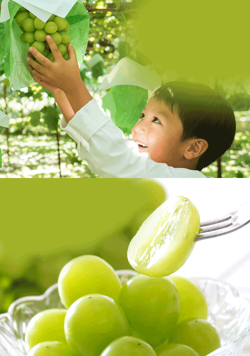 산기슭 샤인머스켓, 2~3수, 1kg 상세 이미지 2