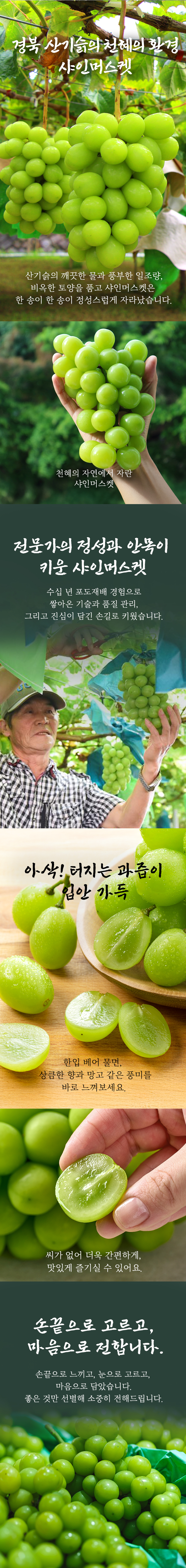 산기슭 샤인머스켓, 2~3수, 1kg