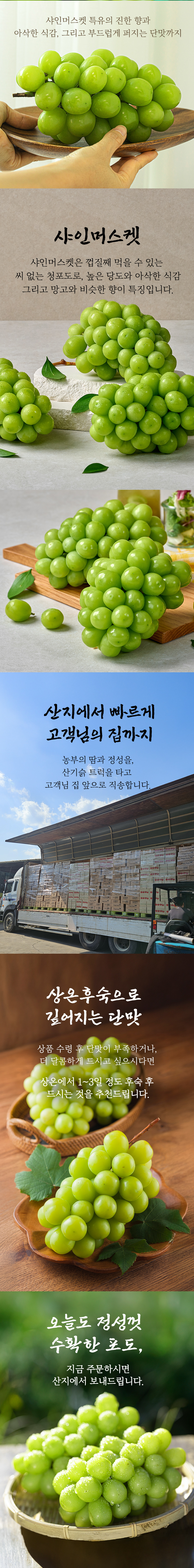 산기슭 샤인머스켓, 2~3수, 1kg