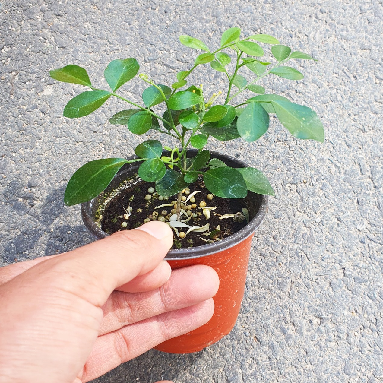 오렌지 쟈스민 실내 공기 정화 식물 향기로운 자스민, 처음 키우는 분도 괜찮을까요? 3