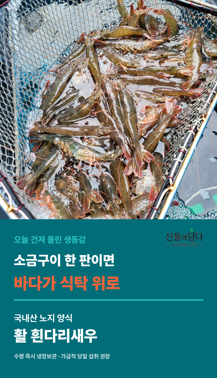 산들에담다 국내산 노지 활 새우, 500g, 1개