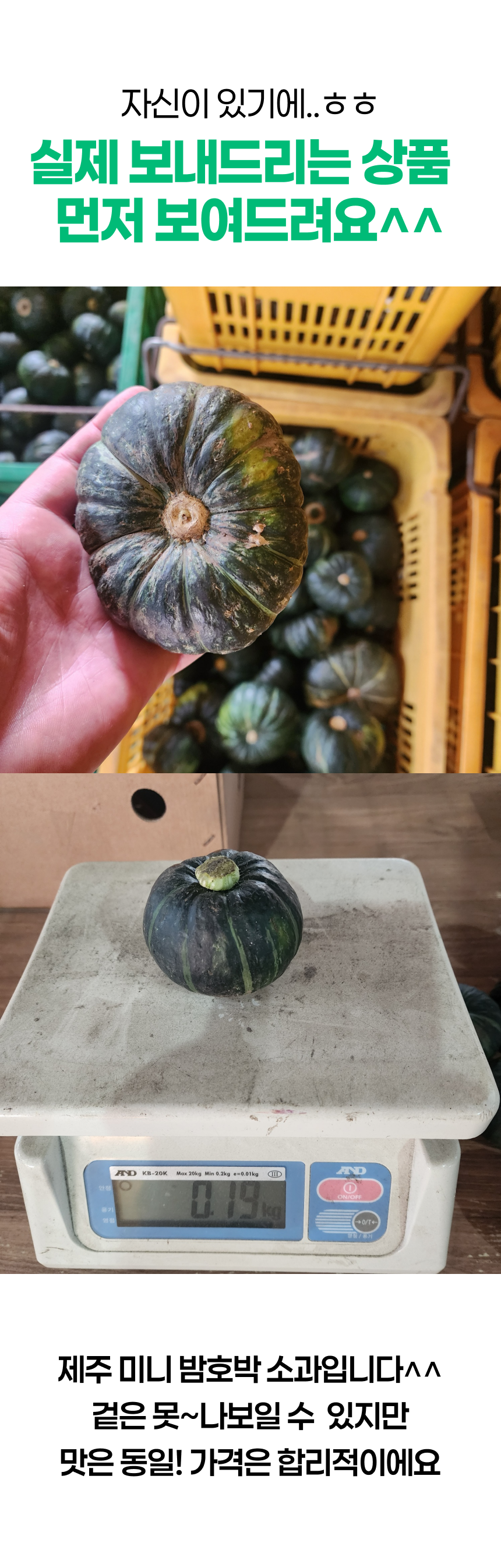 제주 꿀 미니밤호박 보우짱, 특품, 5kg, 1박스
