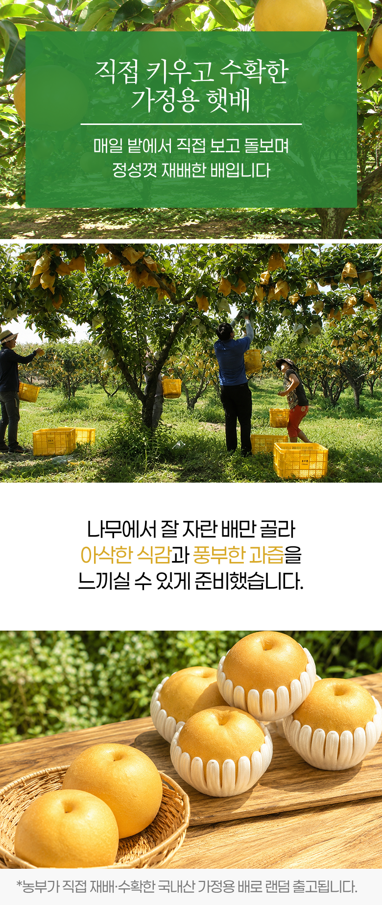 햇 나주배, 5kg, 1박스 상세 이미지 2