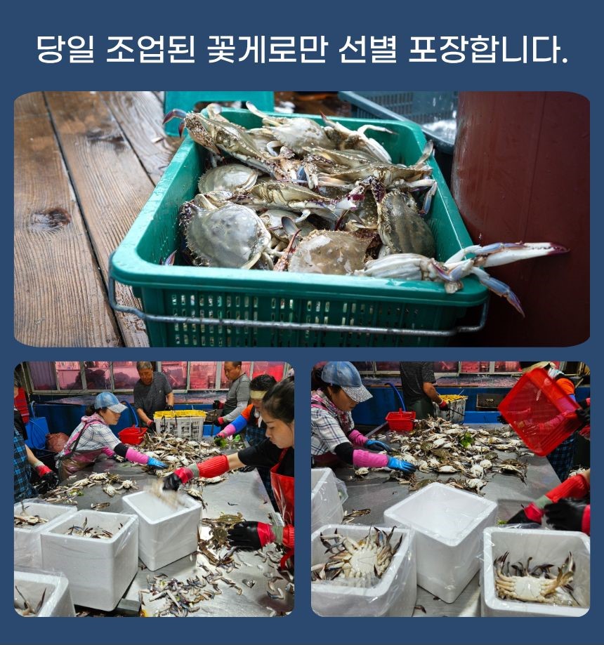 찬바다 국내산 생물 숫꽃게, 1kg, 1세트 상세정보 17