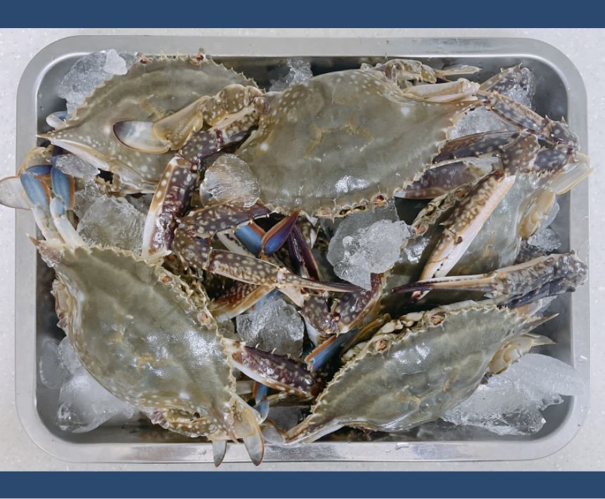 찬바다 국내산 생물 숫꽃게, 1kg, 1세트 상세정보 22