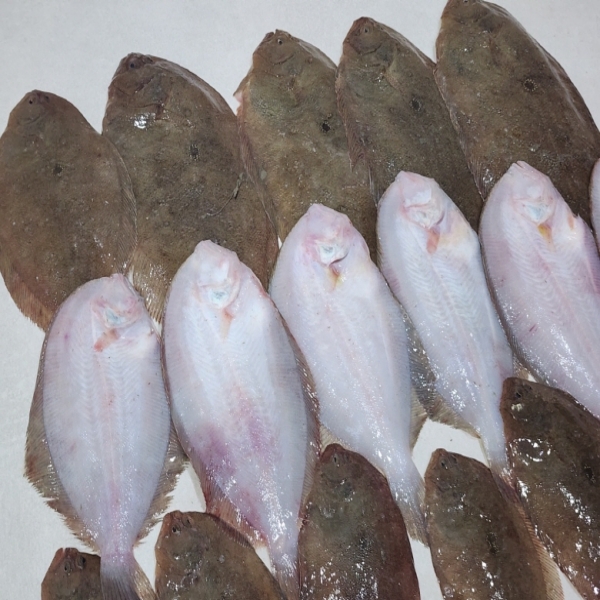 국내산 생물 가자미, 4kg, 1개 상품 이미지 5