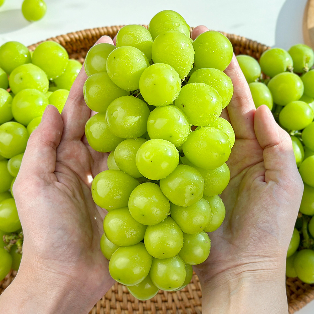 가정용 샤인머스켓, 6-8수, 망고향, 3kg, 1개