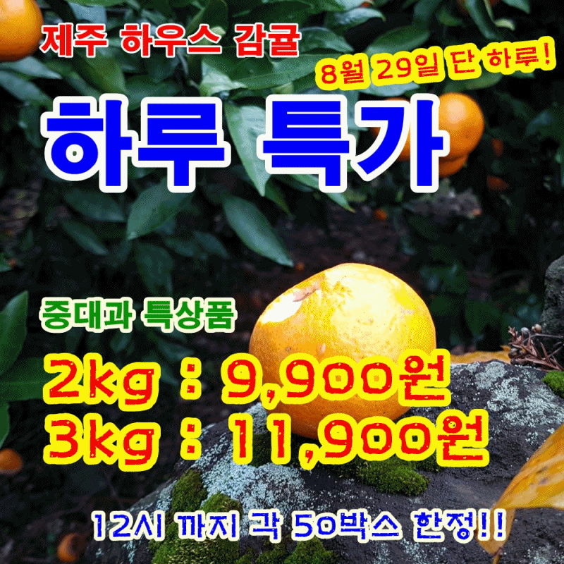 제주 하우스 감귤 서귀포 비가림 귤, 특상품, 중대과, 3kg, 1박스 상세 이미지 1