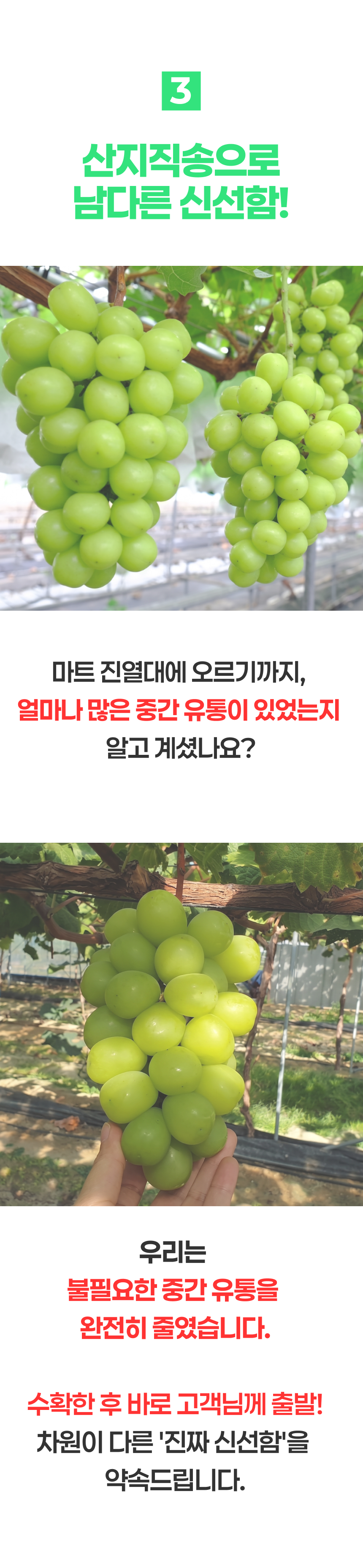 한강결 꿀당도 샤인머스켓 망고포도, 특품대과, 2kg, 1박스