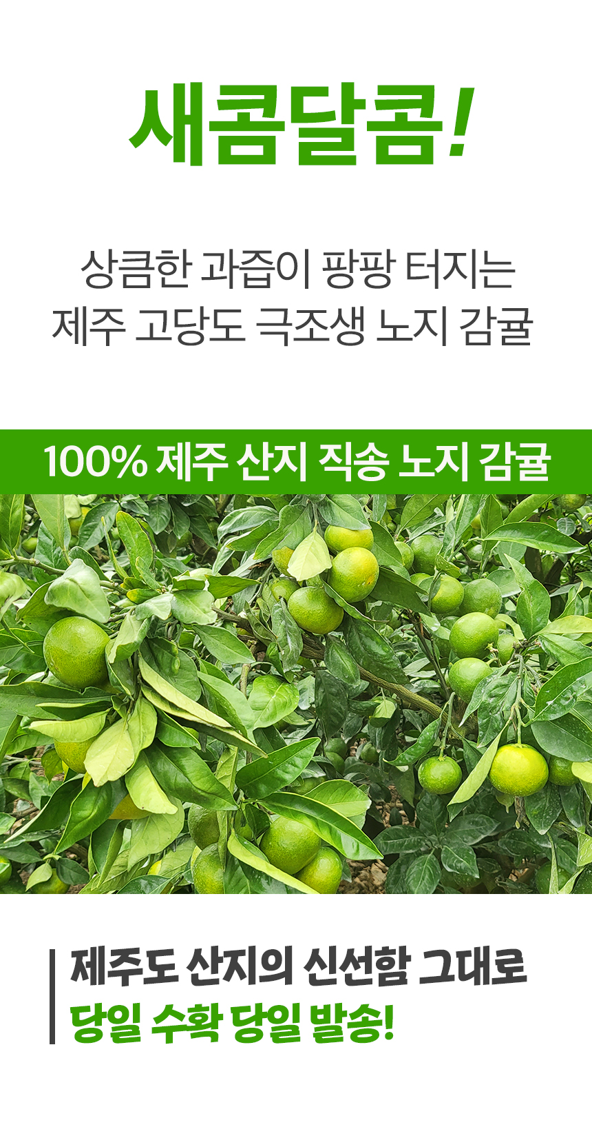 제주 극조생 노지감귤, 특품, 로얄과, 10kg, 1박스 상세 이미지 3