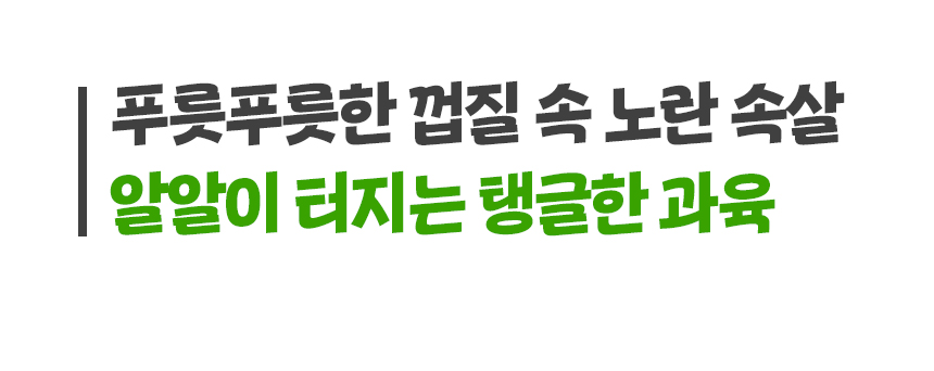 제주 극조생 노지감귤, 특품, 로얄과, 10kg, 1박스 상세 이미지 6