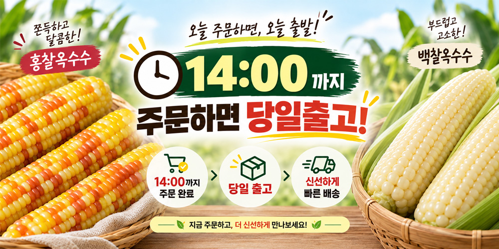 산해직송 쪄서가는 백찰옥수수, 특대, 10개 상세 이미지 1