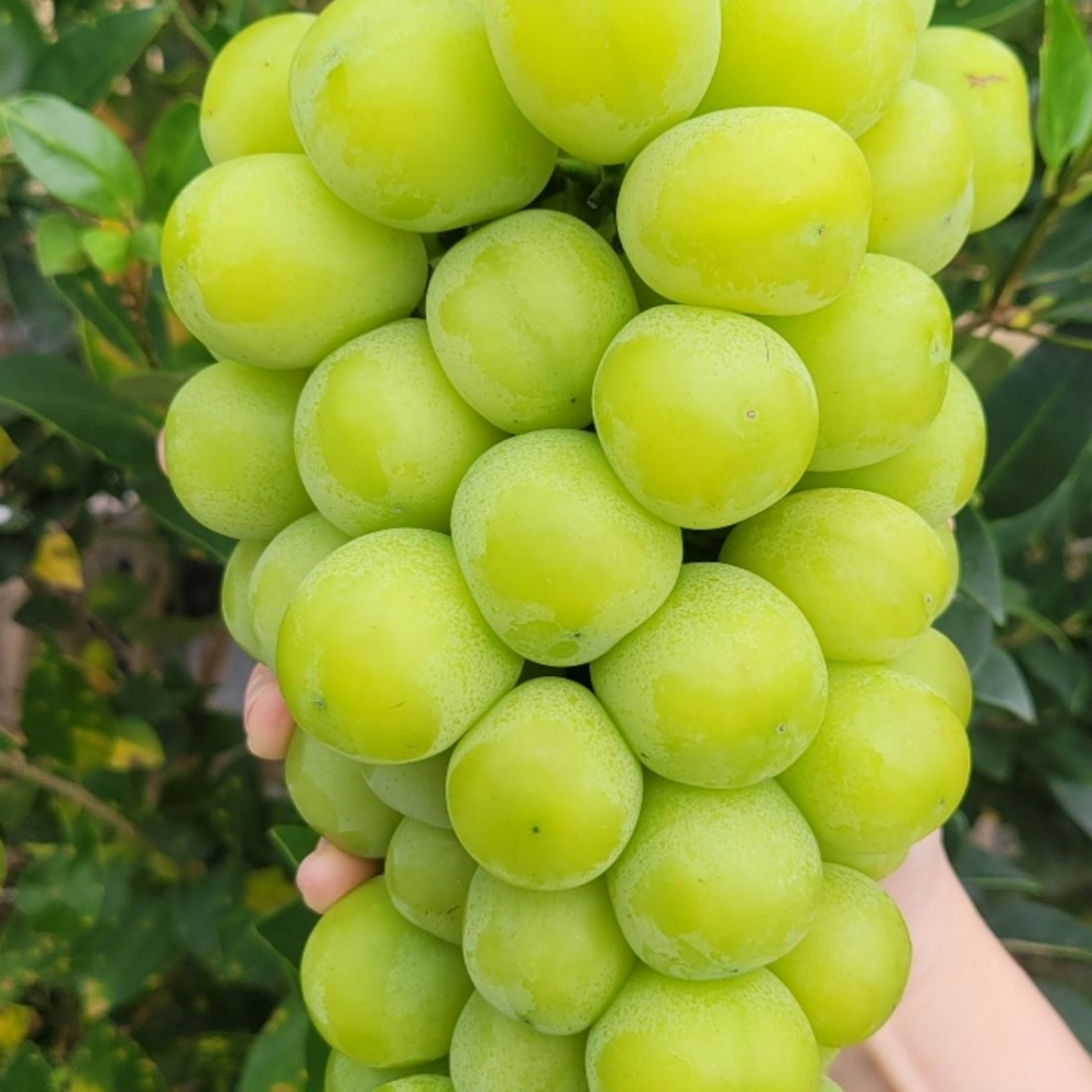 봉이네 샤인머스켓, 특품, 당도선별, 17브릭스 이상, 2kg, 1박스 상세 이미지 4