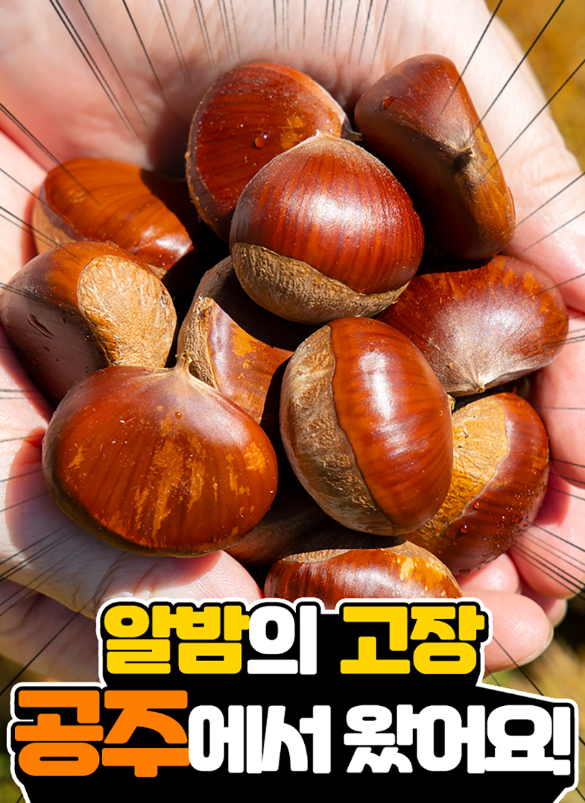 햇 조생밤, 1kg, 1봉 상세 이미지 3