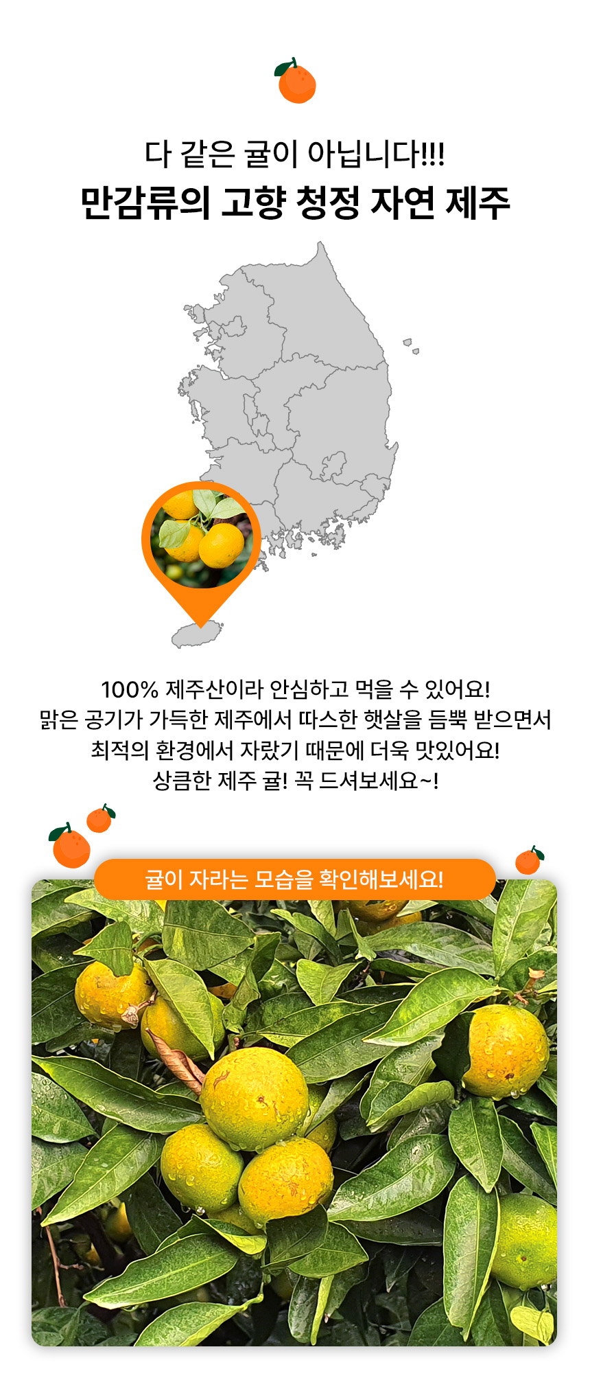 제주 극조생귤, 대과, 5kg, 1개 상세 이미지 5