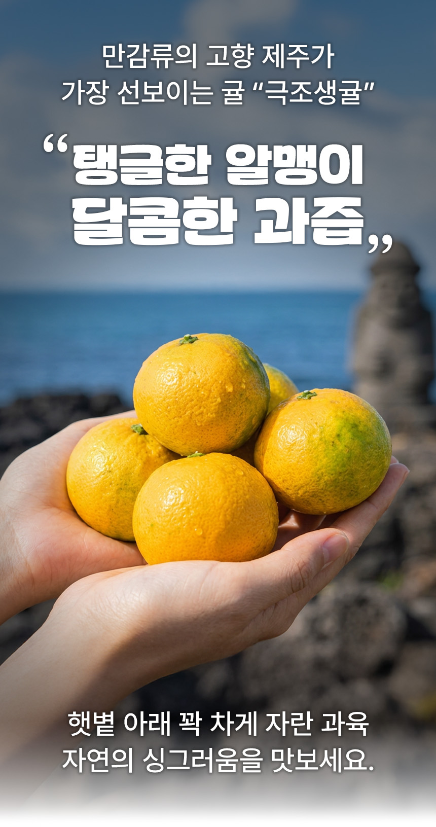 제주 극조생귤, 대과, 5kg, 1개 상세 이미지 3