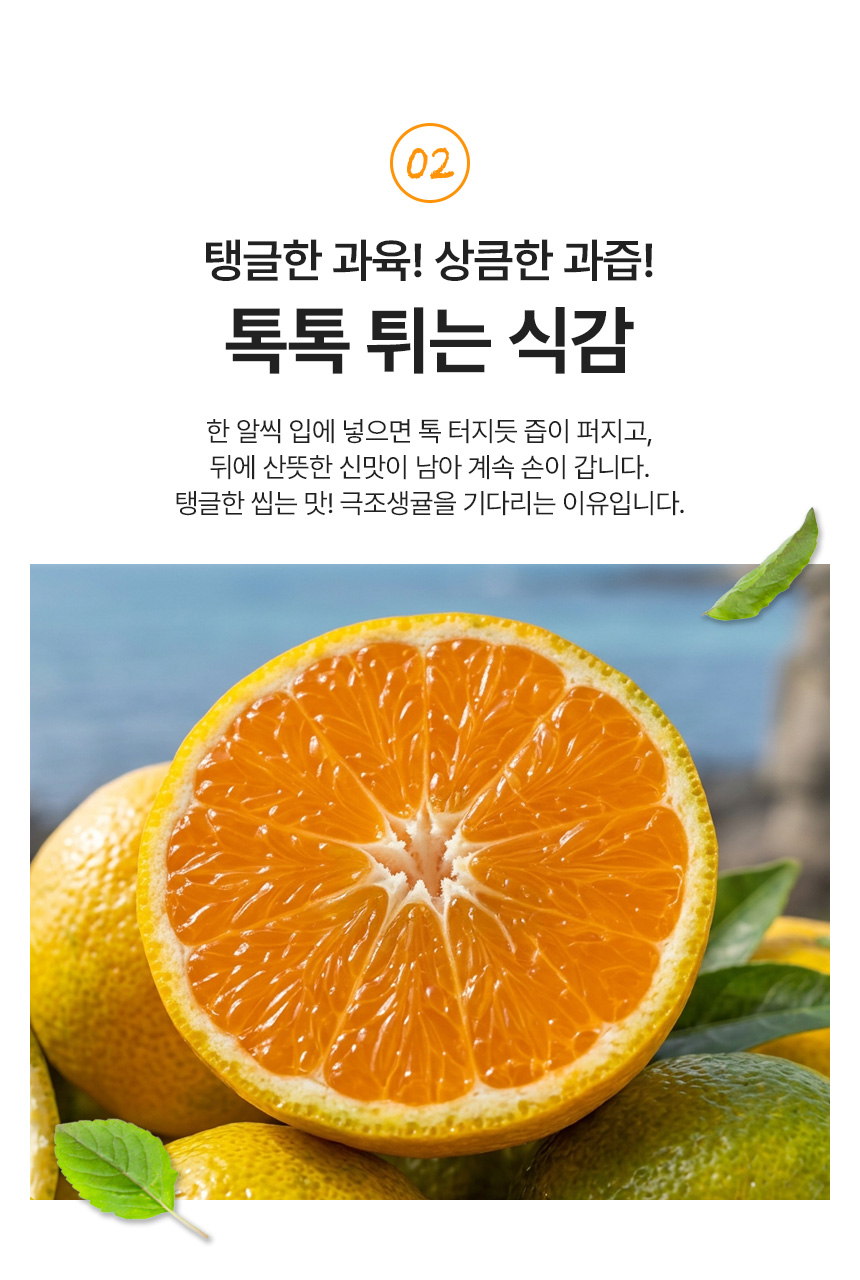 제주 극조생귤, 대과, 5kg, 1개 상세 이미지 6