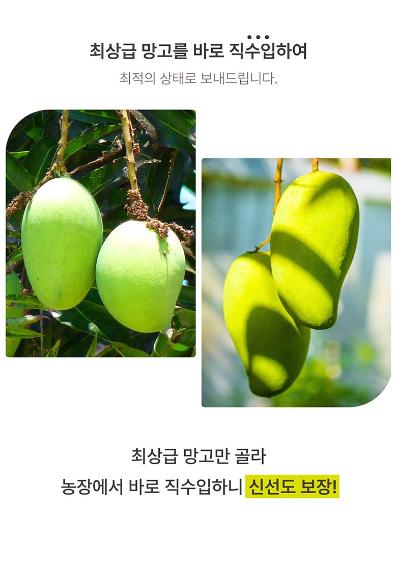 베트남 직수입 골드 망고, 2-3과, 1kg, 1박스 상세 이미지 3