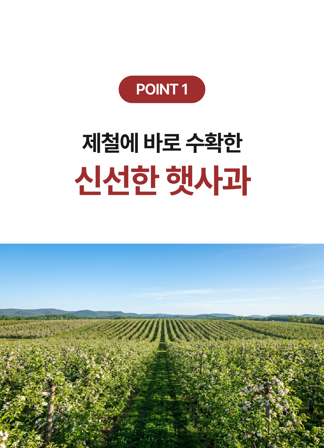 가정용 홍로사과, 10kg, 1박스