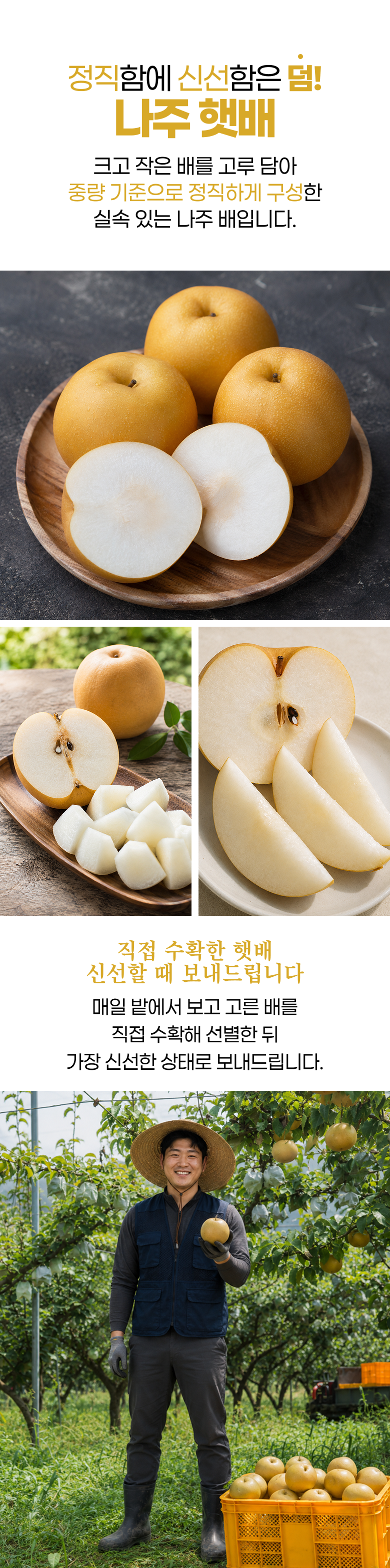 햇 나주배, 5kg, 1박스 상세 이미지 3