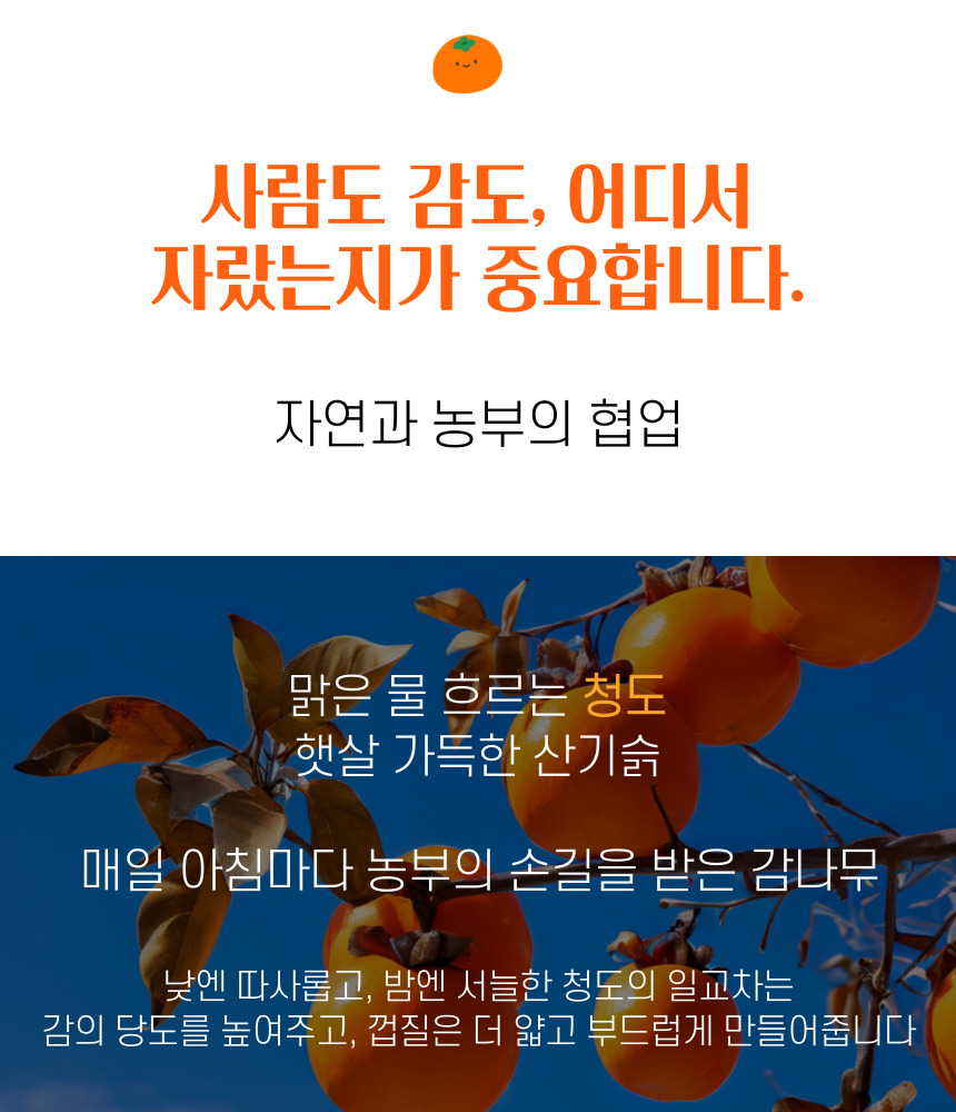 청도 씨없는 반시, 홍시용, 연화제 포함상품, 2.5kg내외, 30과이상, 1박스 상세 이미지 3