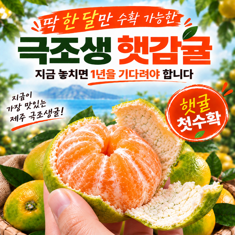 제주 극조생 감귤, 로얄과, 5kg, 1박스 상세 이미지 4