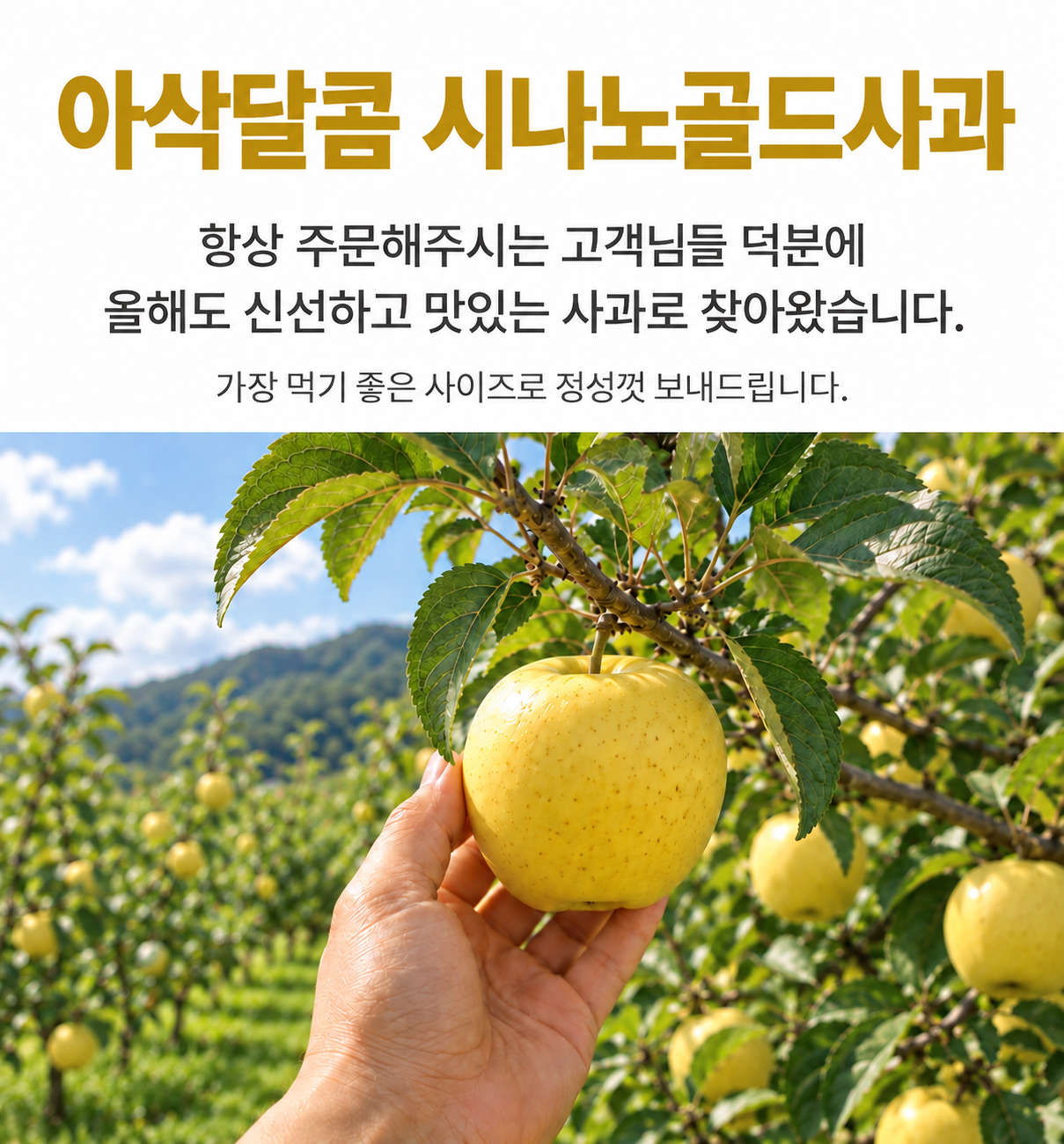 시나노골드사과, 5kg, 1박스 상세 이미지 1
