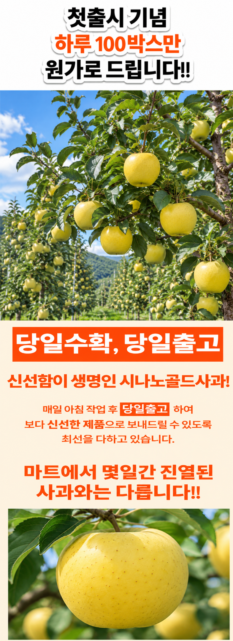 시나노골드사과, 5kg, 1박스 상세 이미지 3