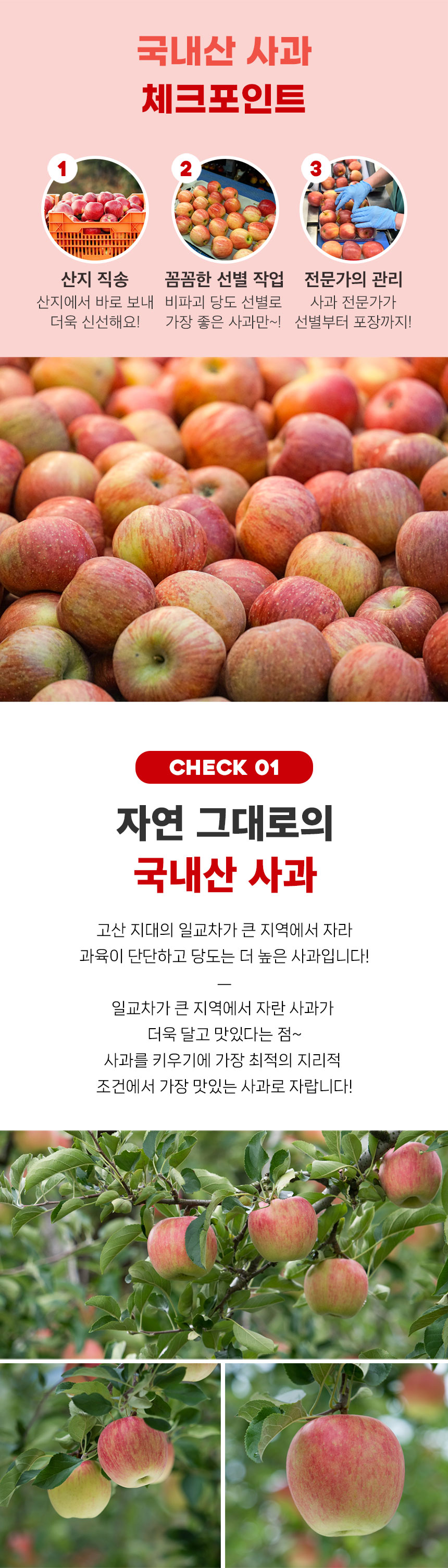 햇 홍로사과, 5kg, 1개 상세 이미지 6